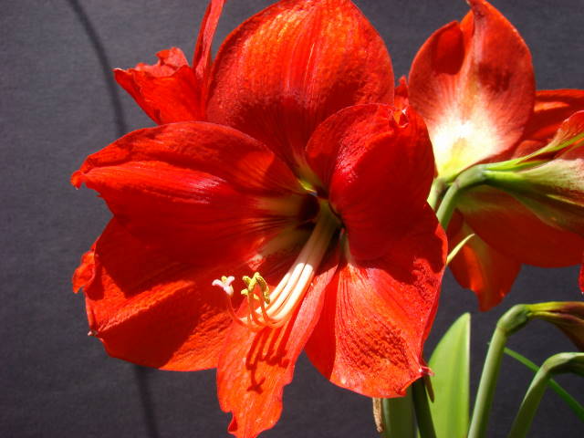 Hippeastrum